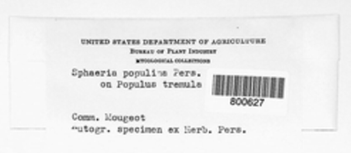 Cytospora populina image